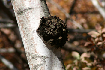 e0041948_1873014.jpg