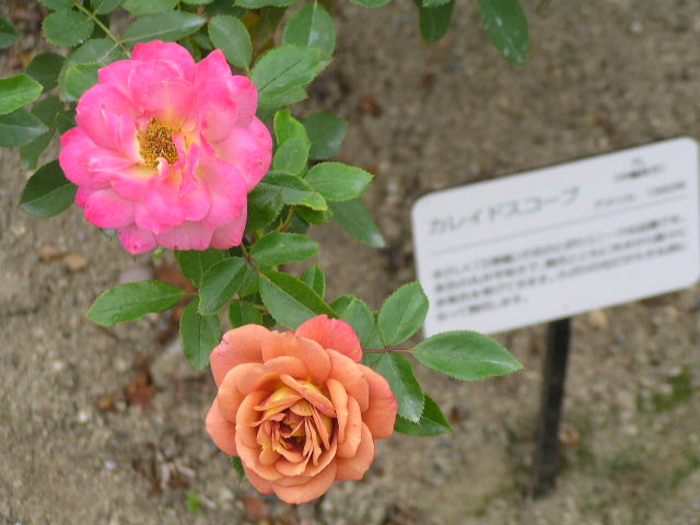 f0074659_23353746.jpg