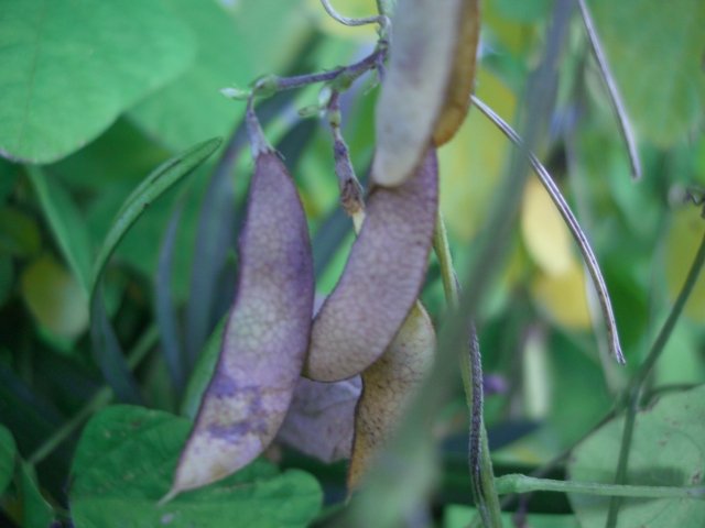 f0137275_5344613.jpg