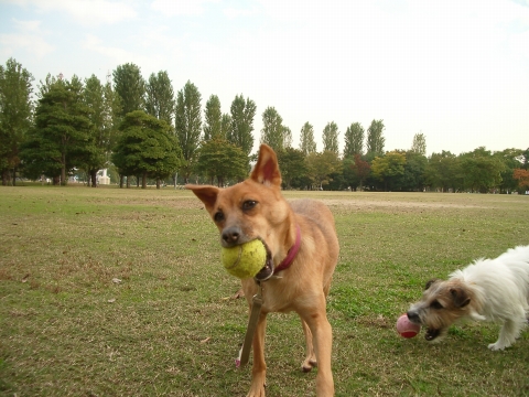 c0117383_1721569.jpg