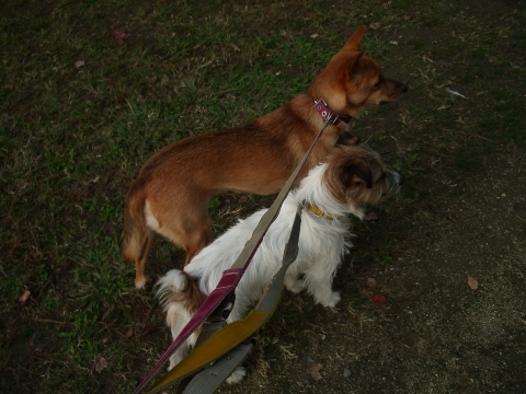 c0117383_17381855.jpg