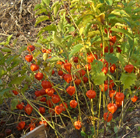 b0099994_10314576.jpg