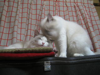 c0024410_2113228.jpg