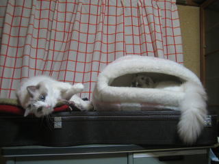 c0024410_216015.jpg
