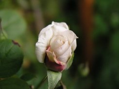 b0031925_12443673.jpg