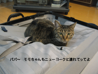 f0116546_19123017.gif