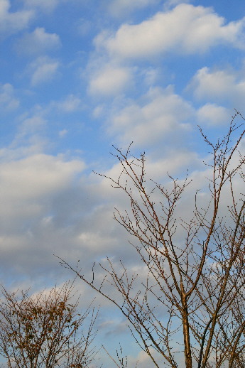 d0013149_103861.jpg