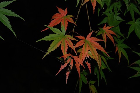 f0046614_2201231.jpg