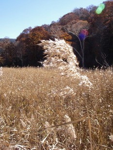 f0036924_1248292.jpg