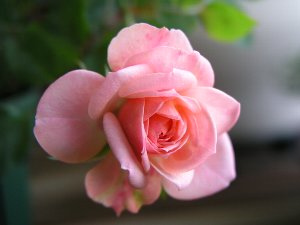 b0031925_16444440.jpg