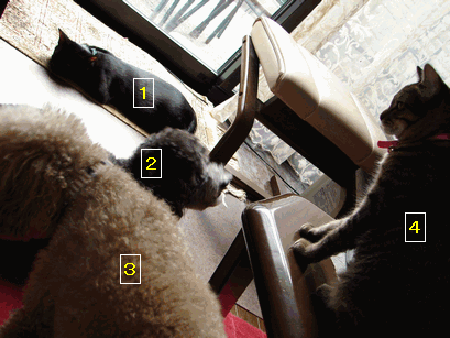 c0136736_19411348.gif