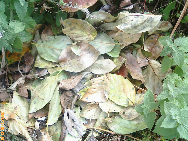 b0029350_17451444.jpg
