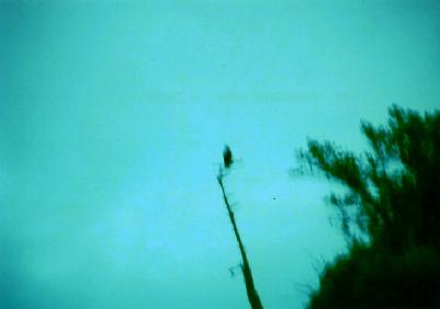 e0053365_174321.jpg
