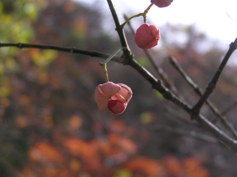 c0042869_19371815.jpg