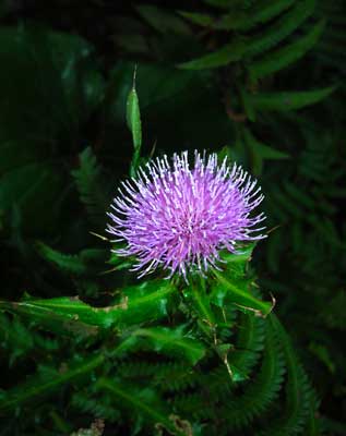 e0097770_874655.jpg