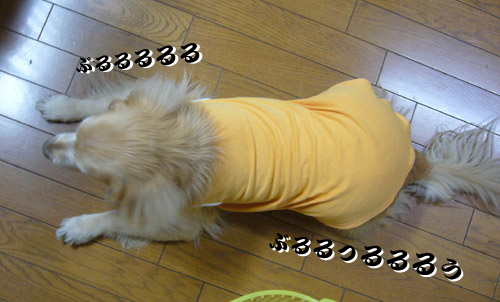 c0085188_21211137.jpg