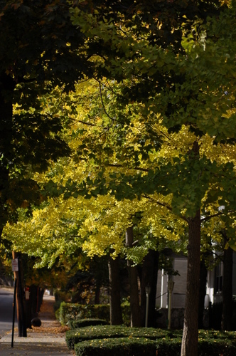 c0121215_11445.jpg