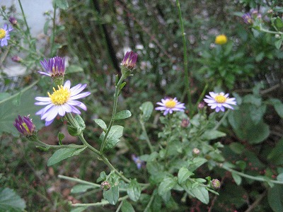f0139520_0103957.jpg