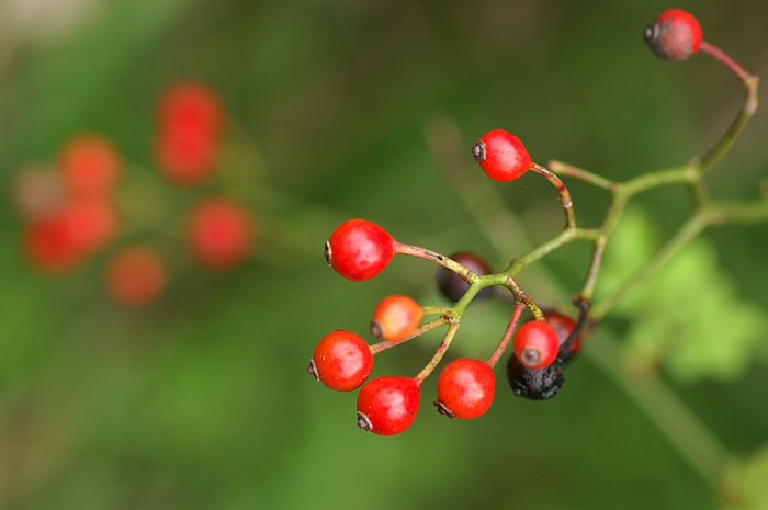 d0089024_14595534.jpg