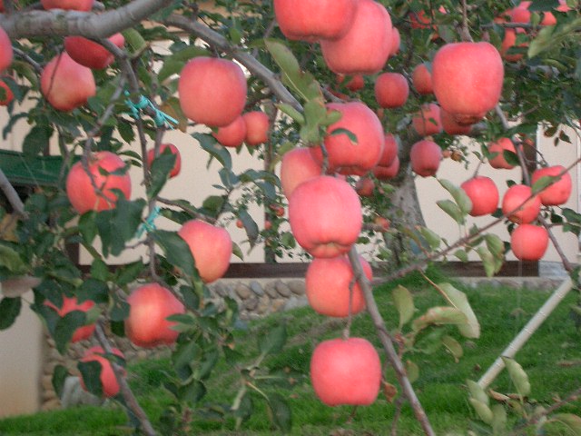 c0142134_1948918.jpg