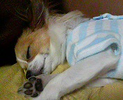 c0066080_16571827.jpg