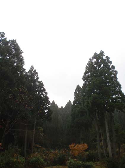 a0061599_818156.jpg