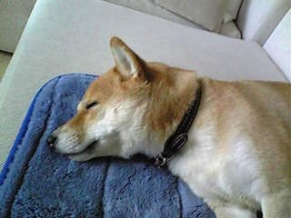 f0004309_119398.jpg