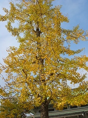 f0152412_18323231.jpg