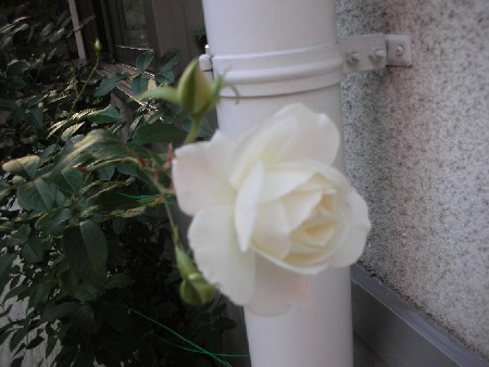 e0103831_17383890.jpg