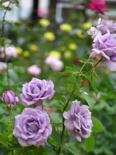 f0074659_2256264.jpg