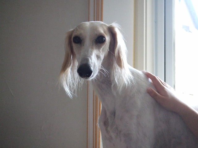 e0003270_11315155.jpg