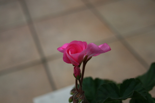 e0114977_80924.jpg