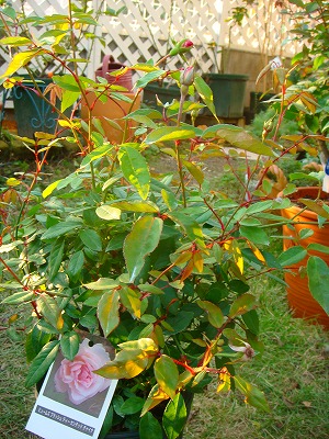 e0024385_2121414.jpg