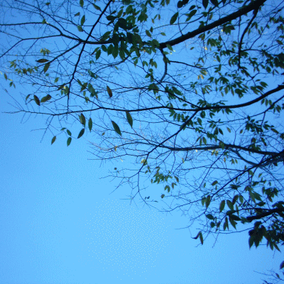 d0100192_2173711.gif