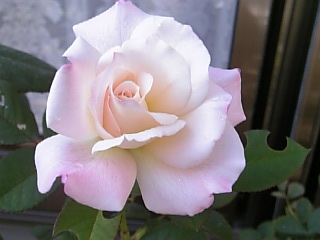 e0098908_2158352.jpg