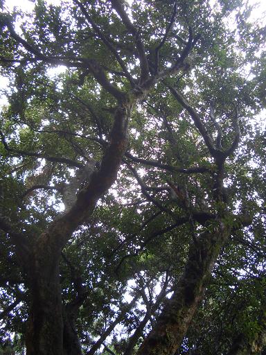 e0033713_9463316.jpg