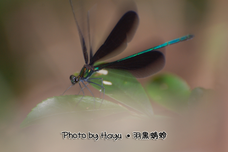 a0059328_18172596.jpg