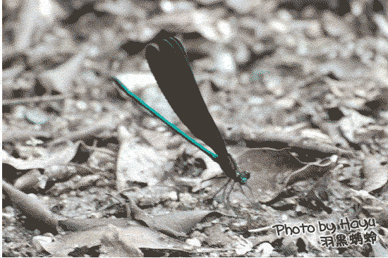 a0059328_2101422.gif
