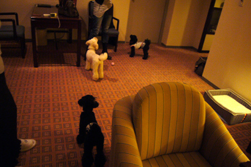 d0070047_218736.jpg