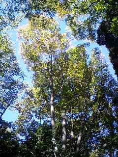 e0045856_1891460.jpg