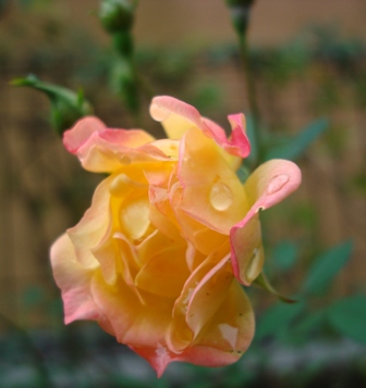 e0025872_16411072.jpg