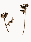 f0141475_12522815.gif