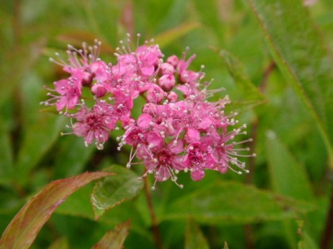 a0079880_9321137.jpg