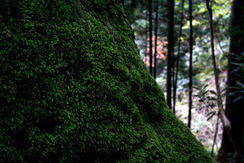c0011009_1047554.jpg