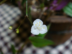 f0152412_185454.jpg