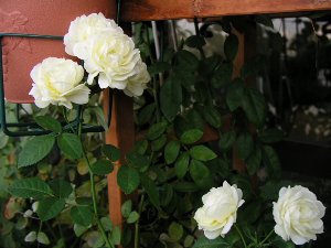 b0031925_1152522.jpg