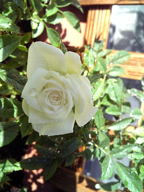 b0116327_2245380.jpg