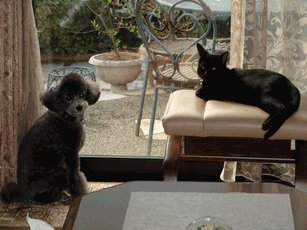 c0136736_1359161.gif