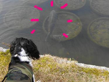 c0145250_15521547.jpg