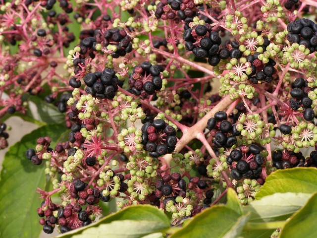 a0018655_17411276.jpg